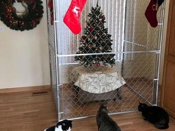 chain link fence around Christmas tree in living room to prevent cats from bothering tree