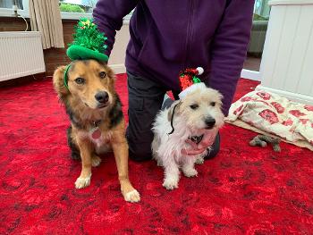 Dogs in Xmas hats!