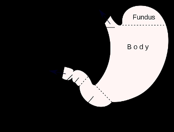 Anatomy of stomach. 