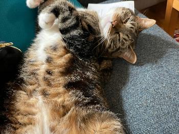 Tabby cat relaxing