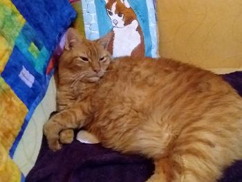 Picture of Simba in front of portrait pillow an artist did for me of Reese..