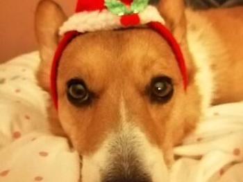 Christmas dog 🐕