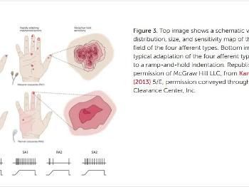 A diagram of mechanoreceptor response to a stimulus signal as  used by Dr Tass