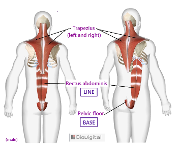 Base-Line and trapezius muscles. 
