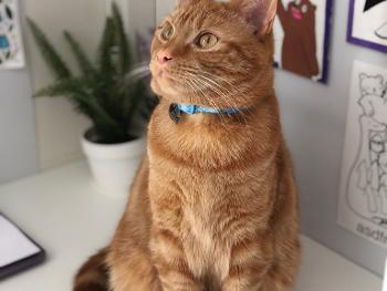 photo of a ginger cat wearing a blue collar with white spots
