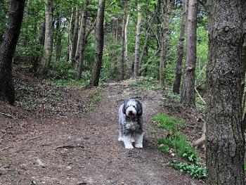 Old English Sheepdog  posing in the woods.