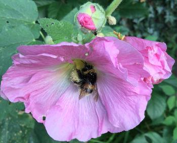 Bee collecting pollen from hollyhock flower. 