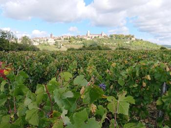 Looking over vineyards towards the village of Vézelay and its basilica.