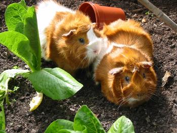 two Guinea Pigs happy in the lettuce patch