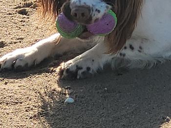 Hugo on beach with 2 balls 