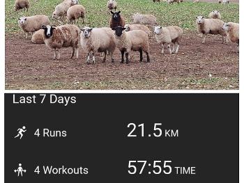 Sheep and my weekly stats