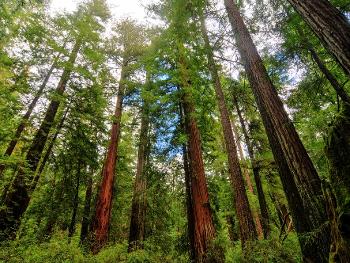 Redwoods. The largest, most tallest trees!
