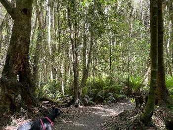 NZ bush track in regenerating native kāmahi forest with dog waiting to go running 