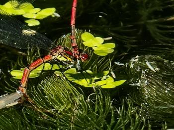 Dragonfly depositing eggs under the surface of the water 