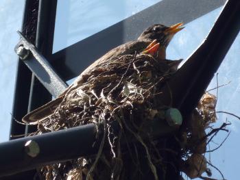 Bird Nest on my Basketball Hoop