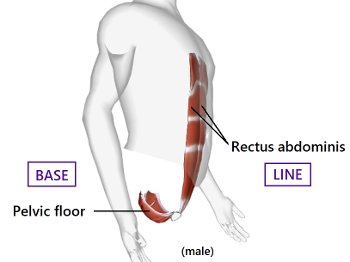 Base-Line pelvic floor base of body.  rectus abdominis central line pelvis to chest.