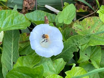 Bee in white flower