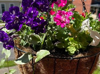 This was an earlier spring photo of my petunias. I have recently cut them back.