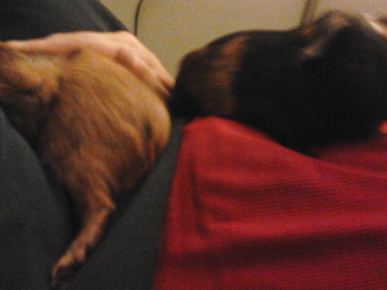 Totally relaxed guinea pigs