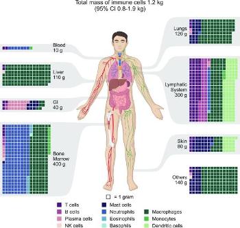 Blood cell distribution 1 gram per square