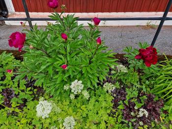 Carmine red peonies in a flower bed, next to small white flowers.