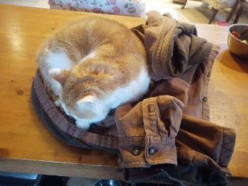 Cat sleeping on a coat.