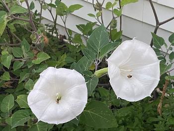 Moonflower only blooms at night.