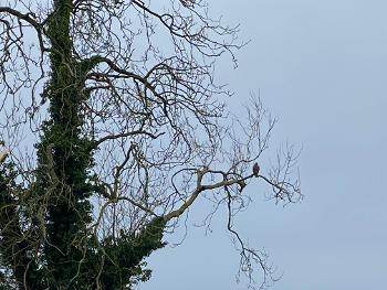 Buzzard on tree