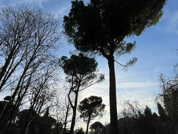 Pinus pinea
