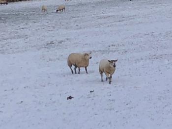 Sheep in snow covered field