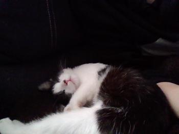 picture of my sleeping black and white cat called pepper!