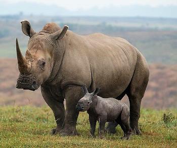 Baby rhino and mom