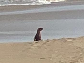 Seal looking for dog ….