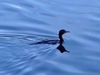 An image of a grebe, a wading bird, resurfacing after a dive. 