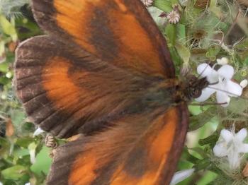 Gatekeeper butterfly.
