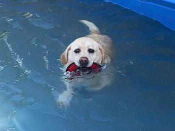 Molly lab in the swim at doggy day care 