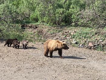 Mother grizzly bear with cubs