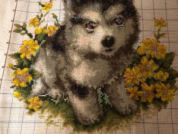 Husky surrounded by flowers 