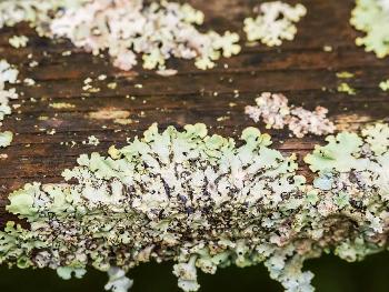 Lichen blooming on a church bench