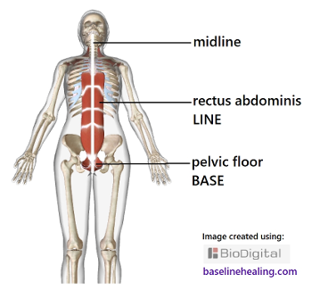 rectus abdominis and pelvic floor.  Alignment of the body