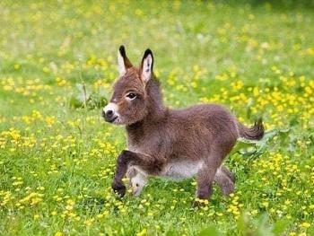 Miniature donkey!