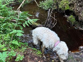 Wet muddy dog emerging from dirty water