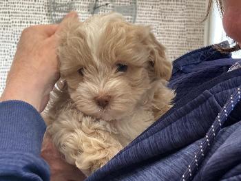 Our new arrival, little bundle of fluff Oslo(Ozzie) a shih poo puppy. 