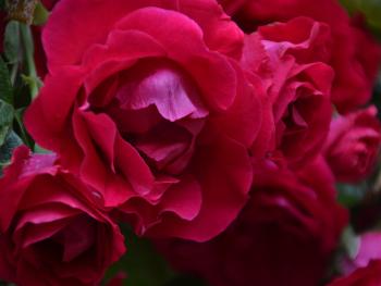 Red roses. xxx