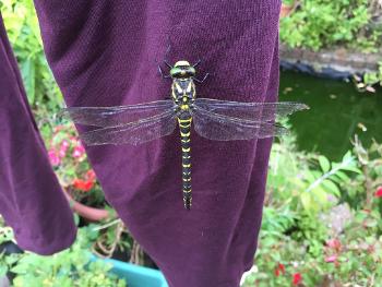 Black and yellow long bodied dragonfly staying still on a pair of trousers drying on line.