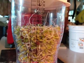 42 grams of sprouts