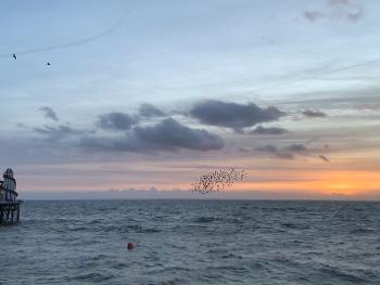 Starling murmuration near Brighton Pier at sunset on a winters day
