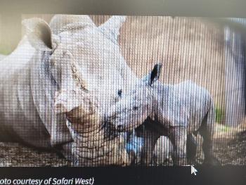 mom & baby rhino.