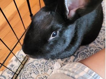 Sam, the bunny 