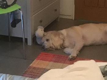 Fluffy white dog lies on colourful rug, touching heads with a sheep doorstop 